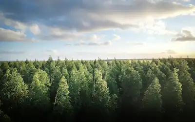 Projekt Auwald-Aufforstung präsentiert auf der  modernen Demo Website erstellt von webdesign4you