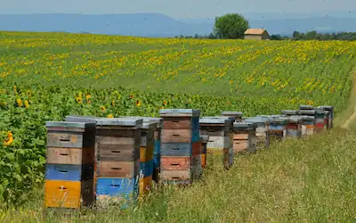 Projekt Bienenwiese und Schmetterlingswiese präsentiert auf der  modernen Demo Website erstellt von webdesign4you